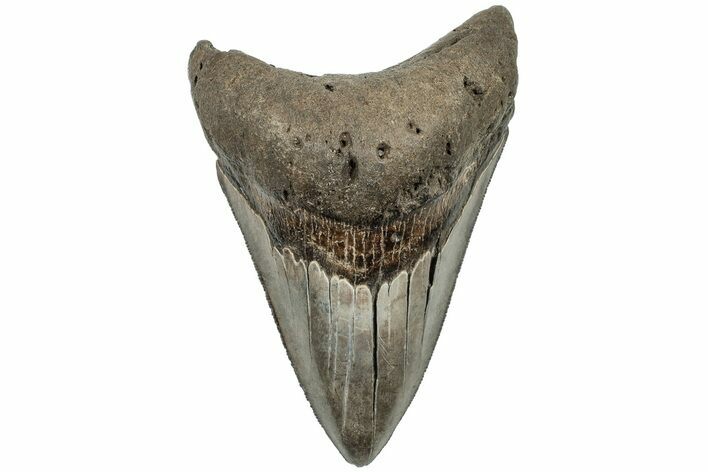 Serrated, 4.17" Fossil Megalodon Tooth - South Carolina